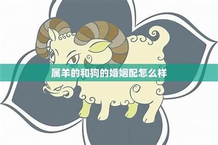 羊与狗相配的婚姻如何