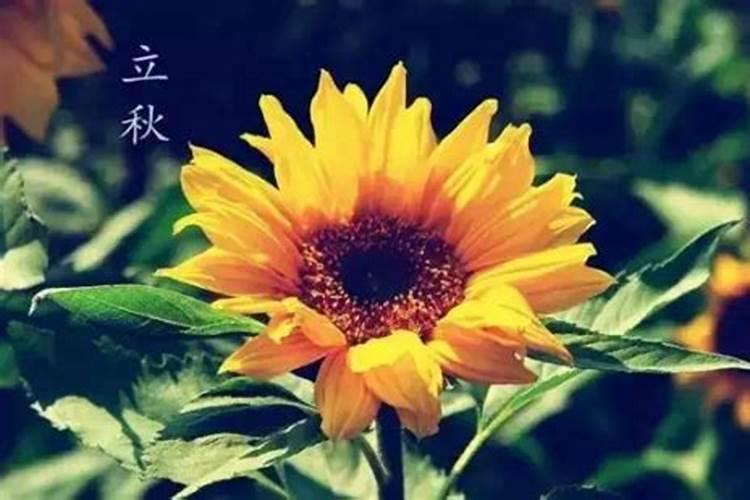 2024年立秋时间 具体是几月几号