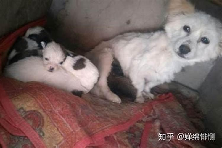 让家里变旺的风水 摆放吉祥物提升气场？