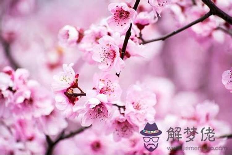 老公犯桃花怎么办