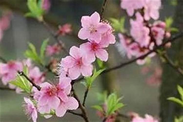 斩断老公烂桃花最灵的方法