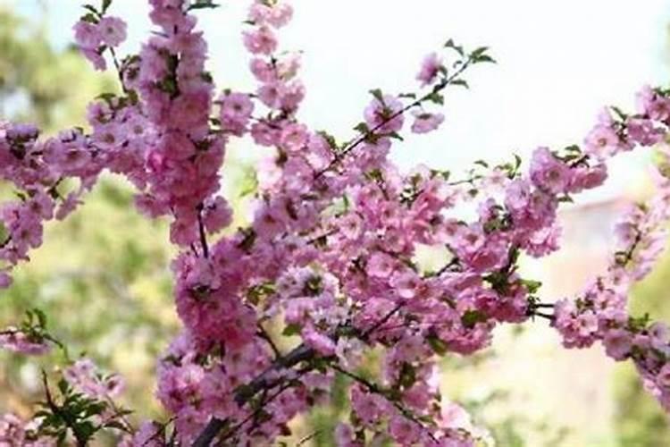 老公身边烂桃花太多怎么办？