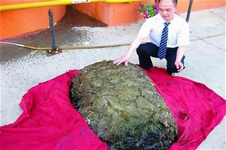 挖到太岁怎么办