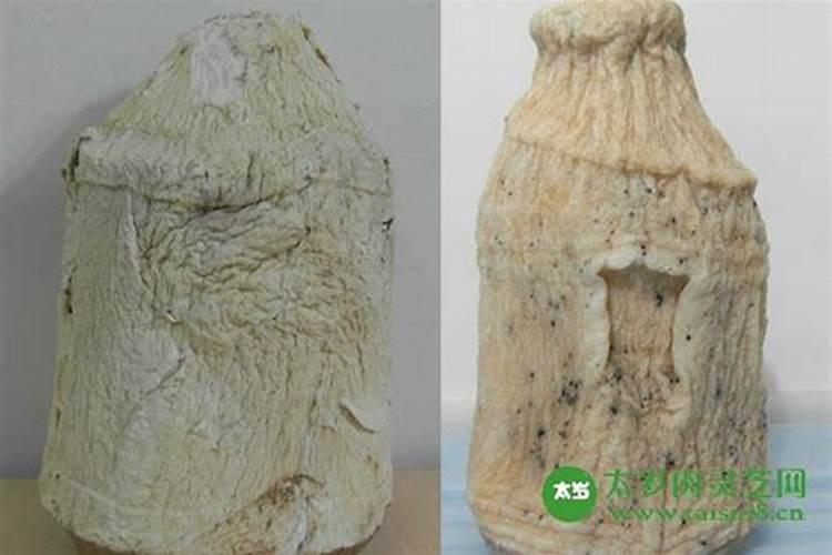 本草纲目太岁功效,本草纲目关于太岁的介绍