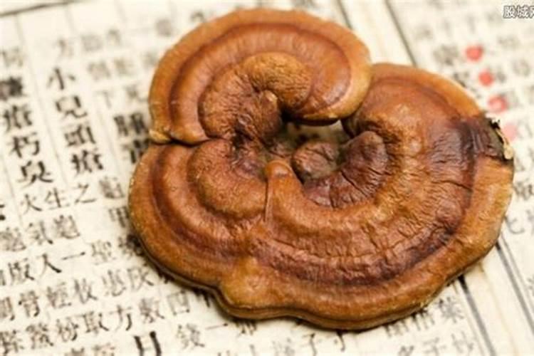 请问太岁<肉灵芝>如何鉴定,在哪鉴定,,价格是多少,哪里可以出售