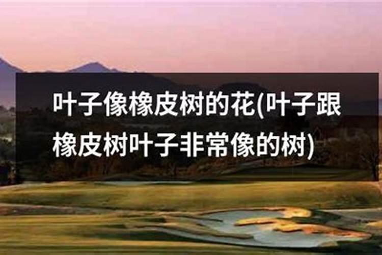 仙人掌放哪里防小人,不带仙人掌刺放办公室是最佳选择
