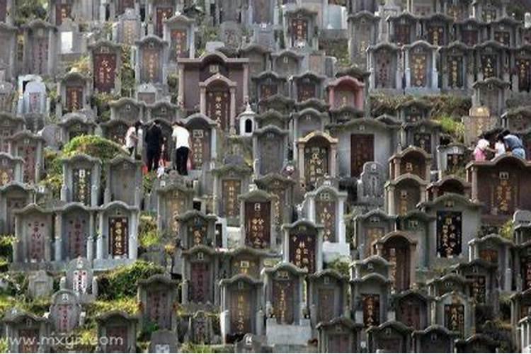 梦见墓地还有蛇的预兆