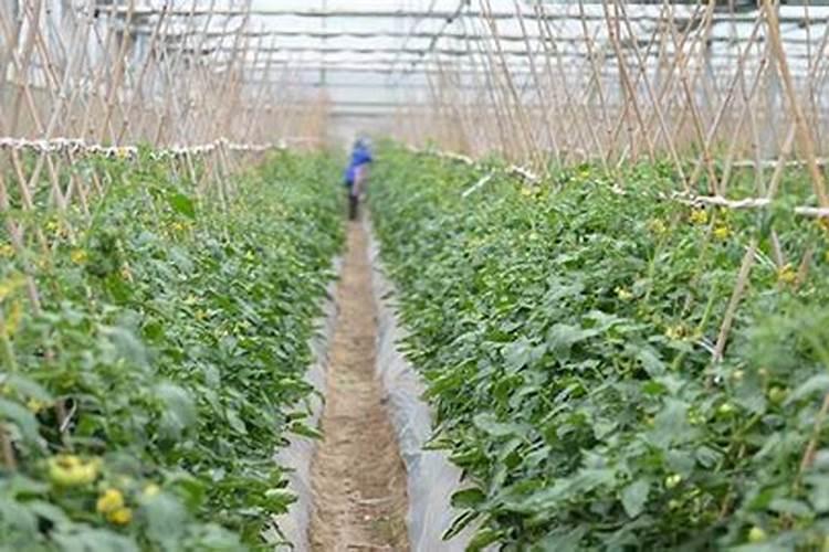 梦见和别人一起下地偷菜