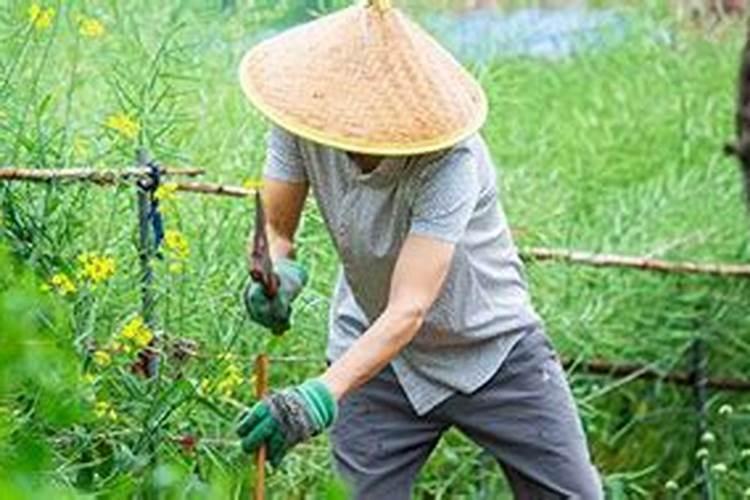 梦见和他人一同偷菜