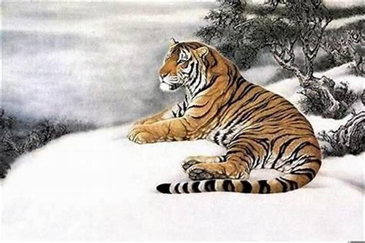 2025属猪犯太岁,冲太岁怎么办