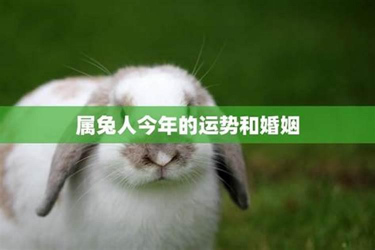 八字桥村村情概述