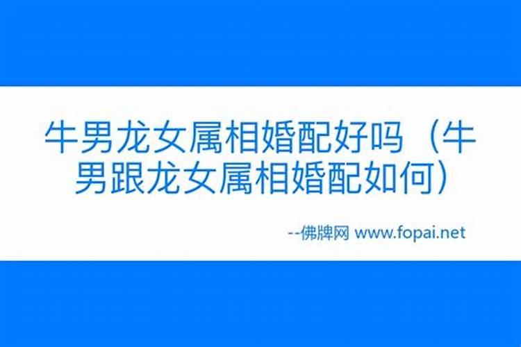 属狗人2025年全年运势