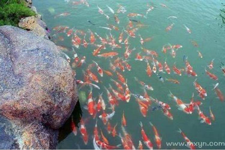 96年属鼠本命年运势差怎么回事,1996本命年运势如何
