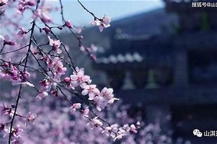 1975年属兔男士(50岁)2025年运势大揭秘,看看每个月该怎么做