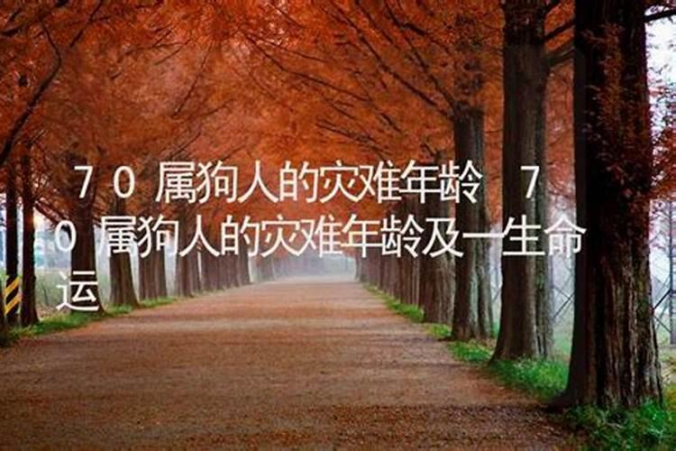 1982年属狗人2024年运势完整版