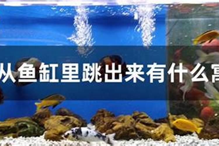 梦见鱼从鱼缸里跃出的预兆