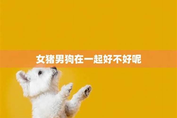 属龙和属狗的相配吗