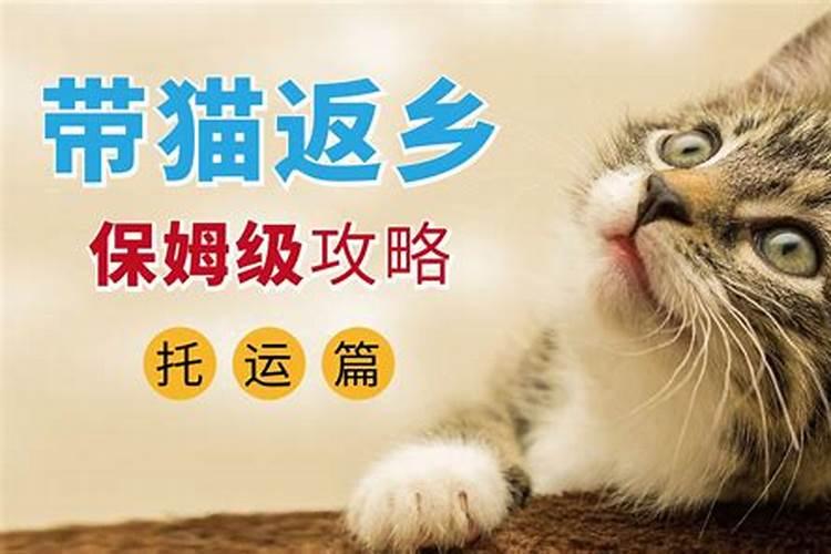 猫咪托运的方法有哪些？