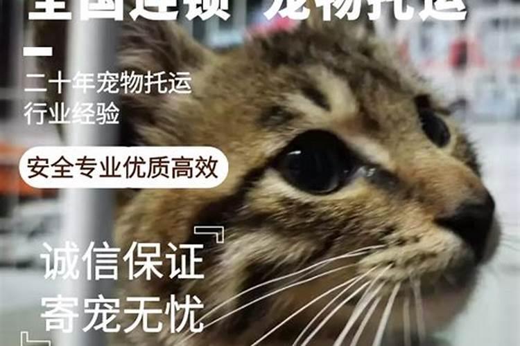 寄送宠物猫有哪些方法呢？
