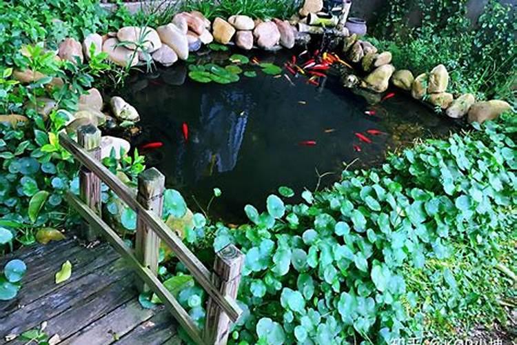 梦见家里有鱼池