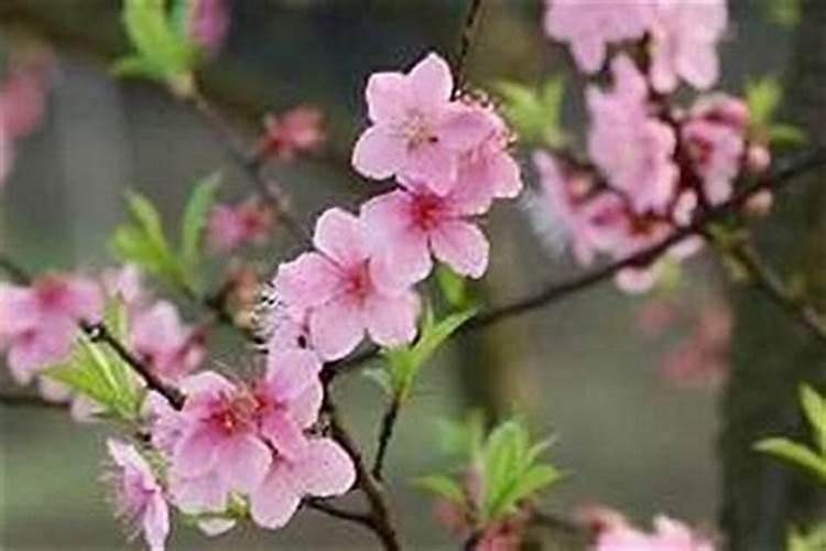 1970年属狗人2024年如何化解桃花劫