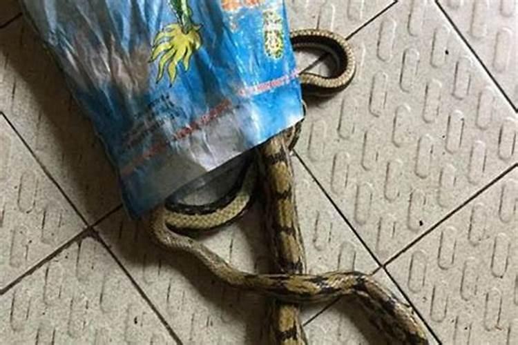 属鼠的本命年事业运势如何？