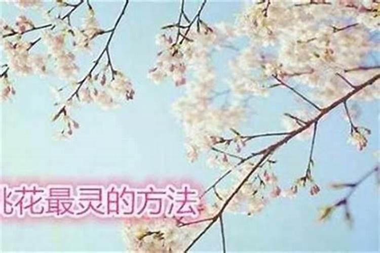 梦到白猫咬自己预示着什么