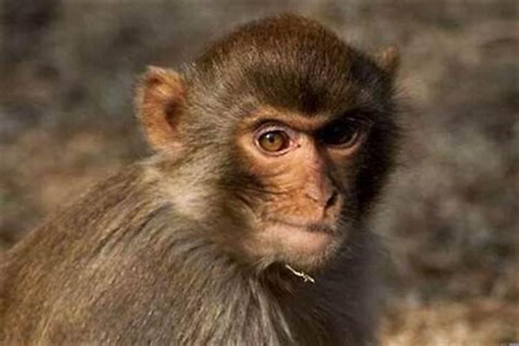 1972年正月初一生人运气好不好