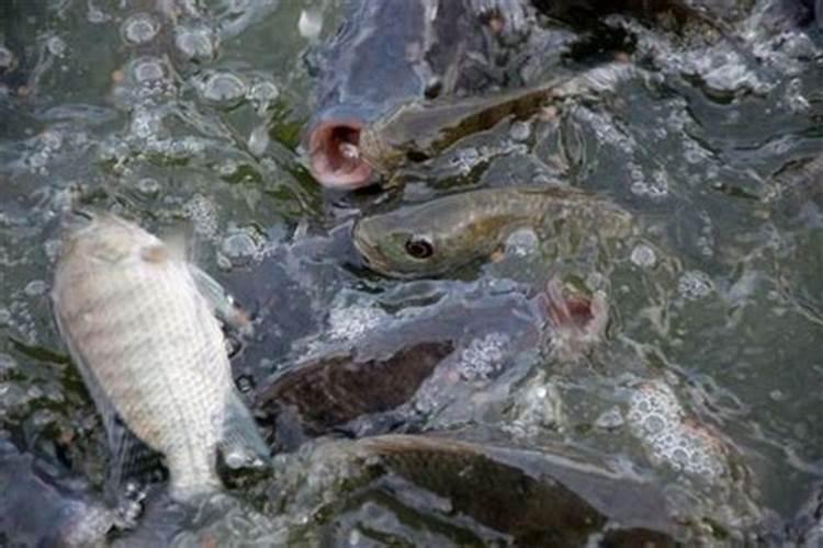梦见湖水干涸鱼死亡