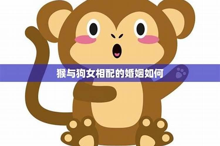属猴的和属狗的能在一起吗？