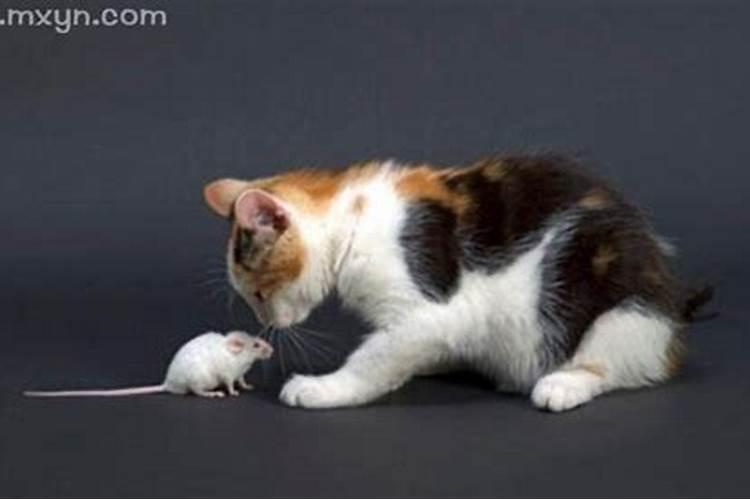 梦见猫抓老鼠是什么预兆？