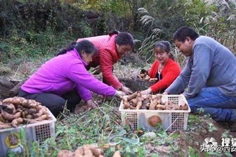 立夏节气吃什么传统食物 立夏节气吃什么