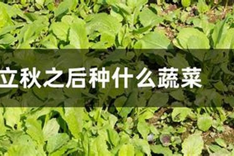 立秋过后种什么菜合适