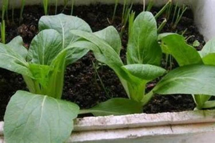 立秋种什么菜合适