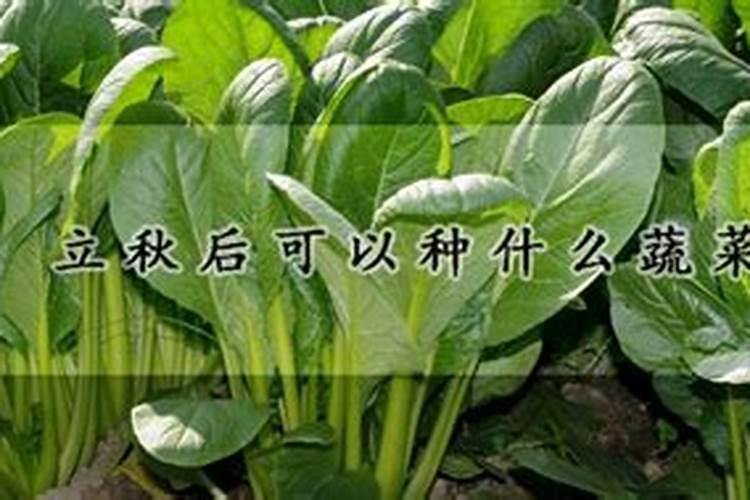 立秋能不能种青菜