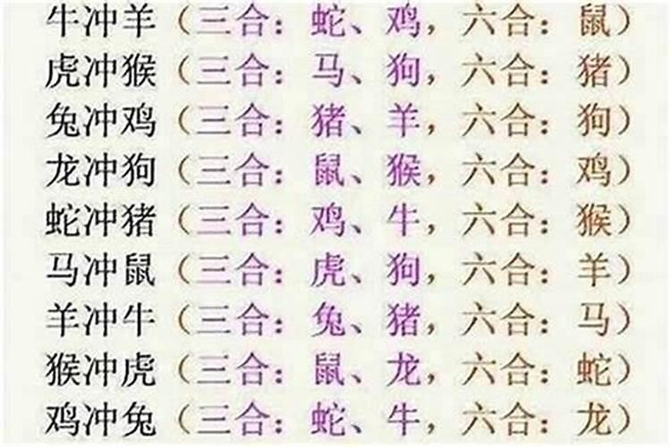 属猪的和属什么的合婚