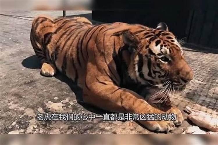 梦见老虎扑向自己是什么意思？