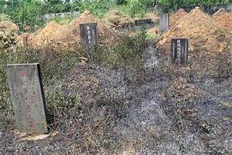 青菜什么时候播种合适