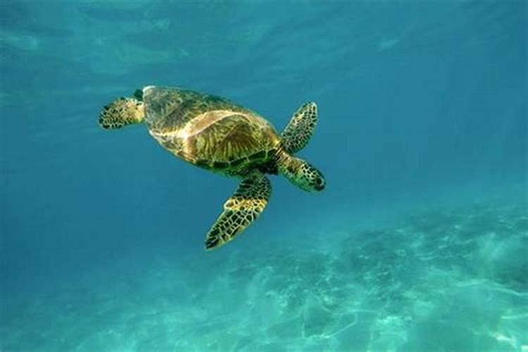梦见海龟往天上飞