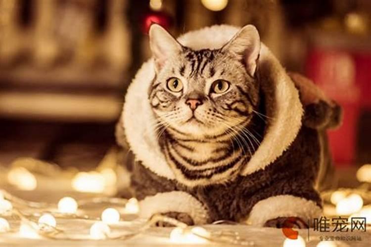 什么属相养猫能旺财 猫适合什么属相的人养