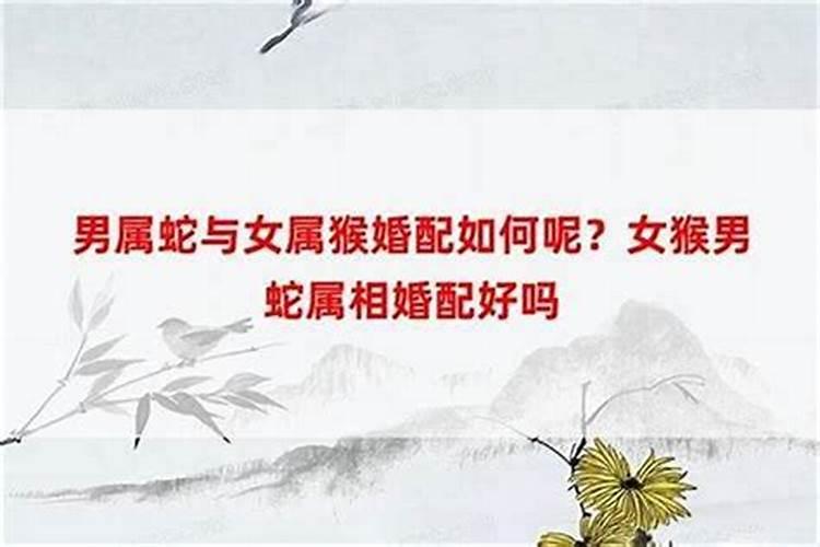 男蛇女猴婚姻会长久吗