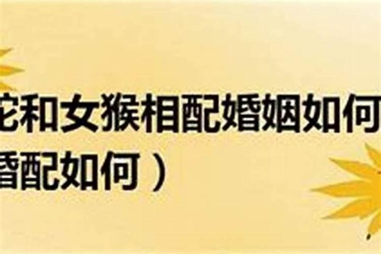 男蛇女猴能过一辈子吗,属蛇和属猴结婚好吗？