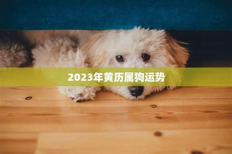 2025年82年狗女的全年运势如何