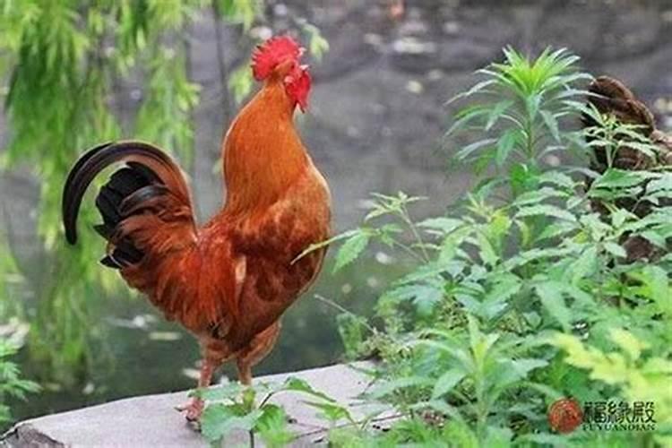 梦见马车什么意思 梦见马车代表什么