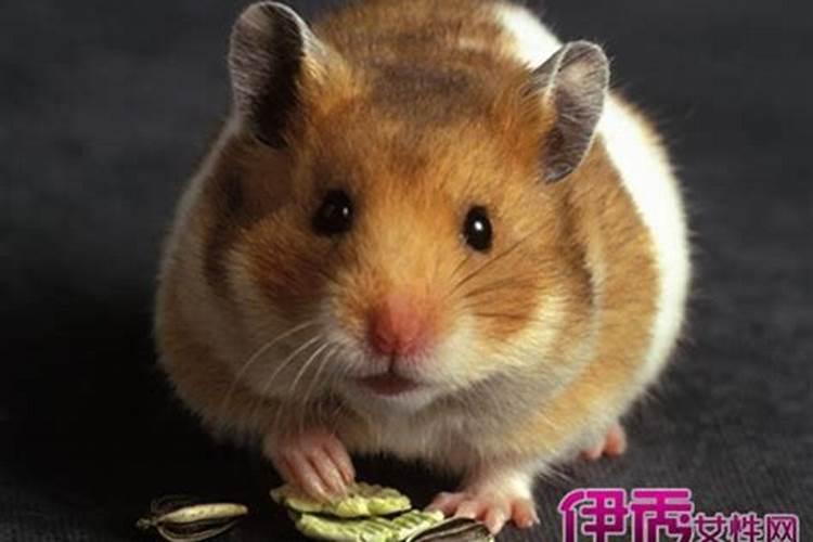 梦见老鼠在被子上跑的预兆