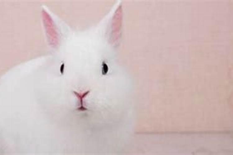 属猴男和属猴女能不能结婚 婚姻相配吗？