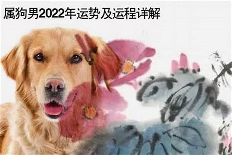 82狗2025年运势及运程