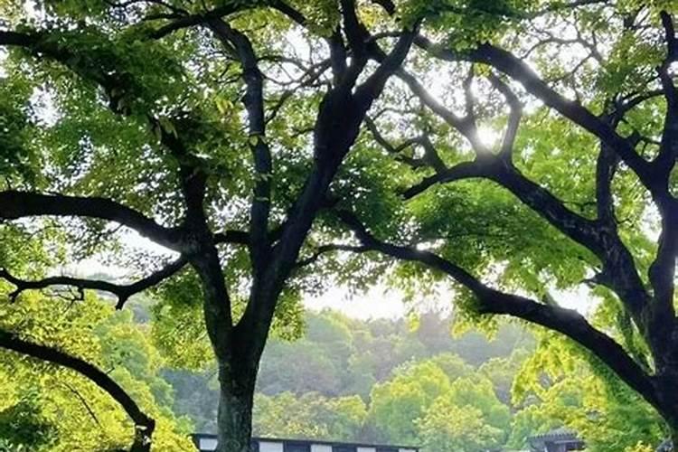 95年属猪男是二婚命吗,终身婚姻运势？