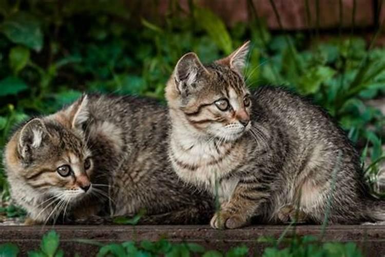 梦到猫生小猫是什么意思