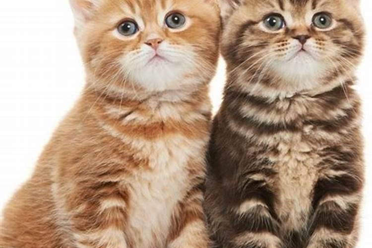 周公解梦做梦梦见猫生下许多小猫